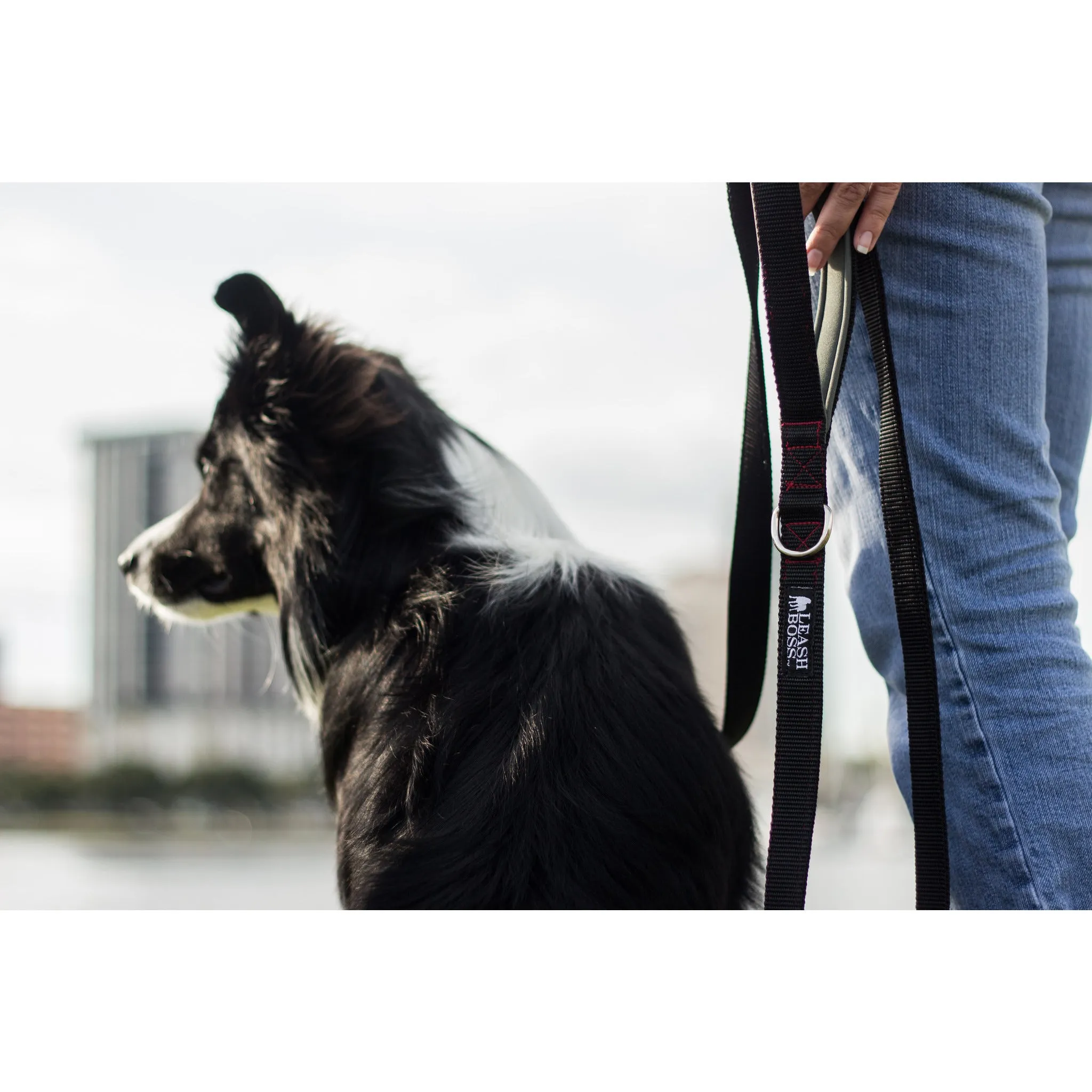 Heavy Duty Double Thick Dog Leash with Padded Handle - 6 Foot - HD Pro