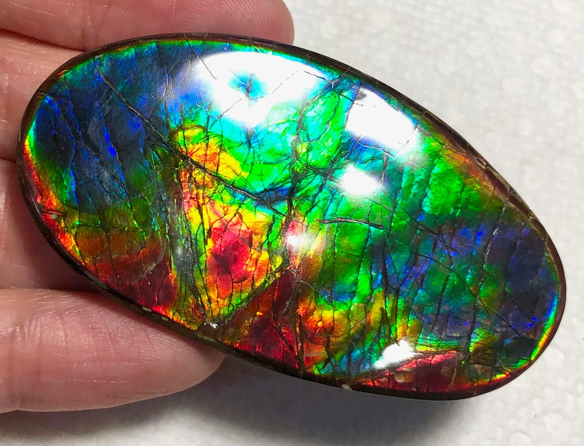 XL 63x35 mm  Top Grade Natural  Free Form . FFNT 128-2 Ammolite  Free Shipping! ナチュラル　ルース　アンモライト ケース付　送料無料！